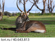 Waterbuck antelope male resting on the grass (2022 год). Стоковое фото, фотограф Алексей Кузнецов / Фотобанк Лори