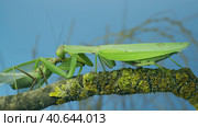 Sexual cannibalism, Close-up portrait of large female green praying mantis eats the male after mating on tree branch covered with lichen. Transcaucasian tree mantis (Hierodula transcaucasica) Стоковое фото, фотограф Некрасов Андрей / Фотобанк Лори