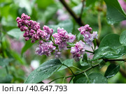 Lilac flowers on green background. Spring nature after the rain. Selective soft focus. Стоковое фото, фотограф Клара Мухаметзянова / Фотобанк Лори