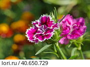 Гвоздика китайская (лат. Dianthus chinensis) в саду крупным планом. Стоковое фото, фотограф Елена Коромыслова / Фотобанк Лори