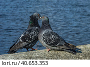 A series of images. Two blue pigeons are sitting on a stone surface. Birds are engaged in a love game. They kiss and copulate. There is a water space in the background. Стоковое фото, фотограф Владимир Ендовицкий / Фотобанк Лори