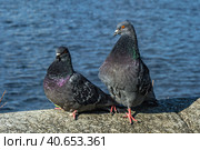 A series of images. Two blue pigeons are sitting on a stone surface. Birds are engaged in a love game. They kiss and copulate. There is a water space in the background. Стоковое фото, фотограф Владимир Ендовицкий / Фотобанк Лори