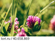 Meadow of Clover Flowers. Стоковое фото, фотограф Всеволод Белоусов / Фотобанк Лори