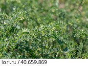Chickpeas in garden with leaves. Chickpeas plant growing. Стоковое фото, фотограф Ольга Сейфутдинова / Фотобанк Лори