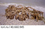 Plastic mixed with reed roots lies on sand, floating debris has reached Black Sea beaches in Odessa, Ukraine. Environmental disaster caused by explosion of Kakhovka Hydroelectric Power Plant dam. Стоковое фото, фотограф Некрасов Андрей / Фотобанк Лори