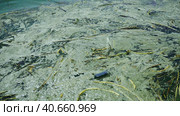 In Black Sea Blue-green algae blooms, water in Odessa has become freshwater and green color. Environmental disaster caused by explosion of Kakhovka Hydroelectric Power Plant dam, Ukraine. Стоковое фото, фотограф Некрасов Андрей / Фотобанк Лори