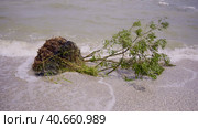 Tree with floating debris has reached Black Sea coastal zone in Odessa, Ukraine. Environmental disaster caused by the explosion of Kakhovka Hydroelectric Power Plant dam. Стоковое фото, фотограф Некрасов Андрей / Фотобанк Лори