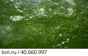 In Black Sea Blue-green algae blooms, water in Odessa has become freshwater and green color. Environmental disaster caused by explosion of Kakhovka Hydroelectric Power Plant dam, Ukraine. Стоковое фото, фотограф Некрасов Андрей / Фотобанк Лори