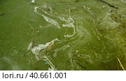In Black Sea Blue-green algae blooms, water in Odessa has become freshwater and green color. Environmental disaster caused by explosion of Kakhovka Hydroelectric Power Plant dam, Ukraine. Стоковое фото, фотограф Некрасов Андрей / Фотобанк Лори