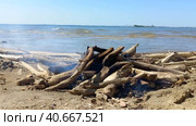 Таймлапс костра крупным планом на берегу реки. Close-up Campfire on the River Shore. Стоковое видео, видеограф Anna Shtrekalkina / Фотобанк Лори