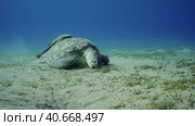 Sea turtle grazing on the seaseabed, slow motion. Great Green Sea Turtle (Chelonia mydas) with open mouth eating green algae on seagrass meadow. Стоковое фото, фотограф Некрасов Андрей / Фотобанк Лори