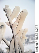 Covered with a large layer of ice tree branches. Стоковое фото, фотограф Анна Кривицкая / Фотобанк Лори