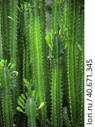 Green euphorbia trigona with unusual leaves growing indoors. Стоковое фото, фотограф Анна Кривицкая / Фотобанк Лори