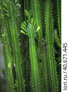 Green euphorbia trigona with unusual leaves growing indoors. Стоковое фото, фотограф Анна Кривицкая / Фотобанк Лори