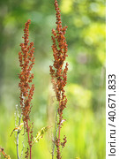Macrio sorrel horse on a green background. Rumex acetosa. Стоковое фото, фотограф Анна Кривицкая / Фотобанк Лори