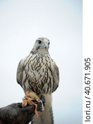 Falcon sitting on a hand. Стоковое фото, фотограф Анна Кривицкая / Фотобанк Лори