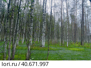 Birches on the swamp. Стоковое фото, фотограф Анна Кривицкая / Фотобанк Лори
