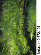 Green branches of larch. Стоковое фото, фотограф Анна Кривицкая / Фотобанк Лори