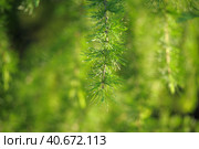 Green branches of larch. Стоковое фото, фотограф Анна Кривицкая / Фотобанк Лори