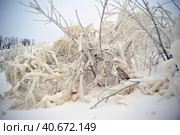 Covered with a large layer of ice tree branches. Стоковое фото, фотограф Анна Кривицкая / Фотобанк Лори