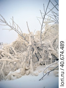 Covered with a large layer of ice tree branches. Стоковое фото, фотограф Анна Кривицкая / Фотобанк Лори