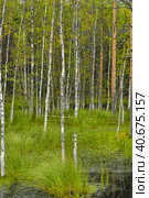 Birches on the swamp. Стоковое фото, фотограф Анна Кривицкая / Фотобанк Лори