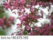 Pink flower in blue background. Стоковое фото, фотограф Анна Кривицкая / Фотобанк Лори