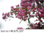 Pink flower in blue background. Стоковое фото, фотограф Анна Кривицкая / Фотобанк Лори
