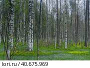 Birches on the swamp. Стоковое фото, фотограф Анна Кривицкая / Фотобанк Лори