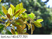 Magnolia grandiflora - Evergreen tree with large flowers. Branch with a bud. Стоковое фото, фотограф Володина Ольга / Фотобанк Лори
