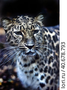 A photo of a male jaguar (Panthera onca) Стоковое фото, фотограф Анна Кривицкая / Фотобанк Лори