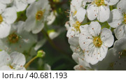White inflorescences swing in the wind. Close-up of white spring flowers - natural floral background. Стоковое видео, видеограф Александр Кротков / Фотобанк Лори