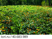 Купа́льница азиа́тская, или огонёк азиа́тский (лат. Trollius asiaticus). Лесные оранжевые цветы в естественной среде обитания. Маслянинский район Новосибирской области, Западная Сибирь России. Стоковое фото, фотограф Евгений Мухортов / Фотобанк Лори