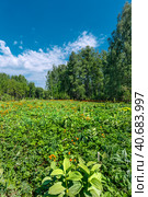 Купа́льница азиа́тская, или огонёк азиа́тский (лат. Trollius asiaticus). Лесные оранжевые цветы в естественной среде обитания. Маслянинский район Новосибирской области, Западная Сибирь России. Стоковое фото, фотограф Евгений Мухортов / Фотобанк Лори