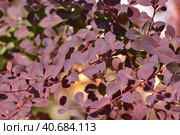 Berberis x ottawensis - ornamental shrub used in landscaping. Стоковое фото, фотограф Володина Ольга / Фотобанк Лори