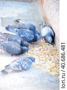 Pigeons peck bread crumbs among coins, wedding traditions. Стоковое фото, фотограф Анна Кривицкая / Фотобанк Лори