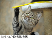 Playful tabby cat. Стоковое фото, фотограф Анна Кривицкая / Фотобанк Лори