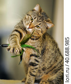 Playful tabby cat. Стоковое фото, фотограф Анна Кривицкая / Фотобанк Лори