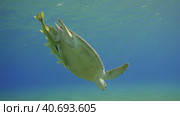Great Green Sea Turtle (Chelonia mydas) dives down in the blue ocean, Reda sea, Egypt. Стоковое фото, фотограф Некрасов Андрей / Фотобанк Лори