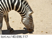 Zebtra in Out Of Africa Wildlife Park in Cmp Verde (2016 год). Стоковое фото, фотограф Анна Кривицкая / Фотобанк Лори