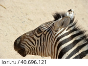 Zebtra in Out Of Africa Wildlife Park in Cmp Verde (2016 год). Стоковое фото, фотограф Анна Кривицкая / Фотобанк Лори