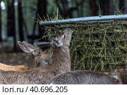 Deer eat hay in the zoo. Стоковое фото, фотограф Анна Кривицкая / Фотобанк Лори