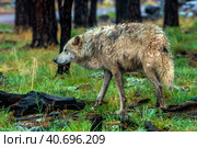 White wolf in the rain. Стоковое фото, фотограф Анна Кривицкая / Фотобанк Лори