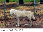 White wolf in the rain. Стоковое фото, фотограф Анна Кривицкая / Фотобанк Лори