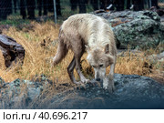 White wolf in the rain. Стоковое фото, фотограф Анна Кривицкая / Фотобанк Лори
