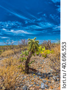 Saguaro National Park, landscape with cloudy sky (2016 год). Стоковое фото, фотограф Анна Кривицкая / Фотобанк Лори