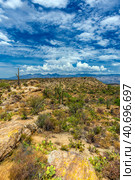 Landscape of large saguaro cactus plants on hillside in Saguaro National Park (2016 год). Стоковое фото, фотограф Анна Кривицкая / Фотобанк Лори