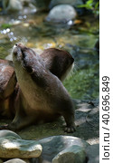 Pair of otters in Washington zoo. Стоковое фото, фотограф Анна Кривицкая / Фотобанк Лори