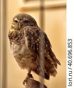 Burrowing Owl (Athene cunicularia) шт Washington zoo. Стоковое фото, фотограф Анна Кривицкая / Фотобанк Лори