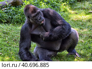 Gorilla in Washington zoo. Стоковое фото, фотограф Анна Кривицкая / Фотобанк Лори